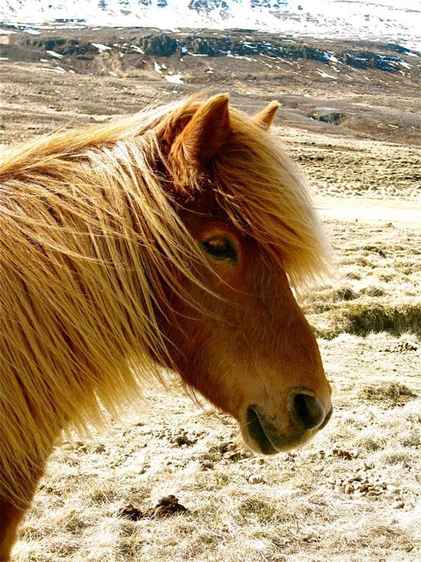 Solvanes Farmholidays Varmahlid  Bagian luar foto